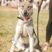 Alaska Kawa Akari, Tschechoslowakischer Wolfhund