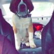 Tucker, San Bernardo