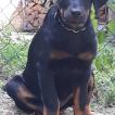 Octavie du Plateau Vert, Beauceron