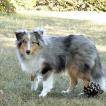 oxley, Pastor De Shetland