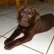 Oxane (Doudou229)