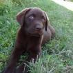 Oxane (Doudou229), Labrador Retriever