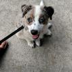 Luna, Pastor Australiano