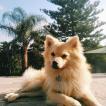 Morgan, Keeshond