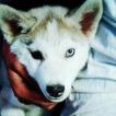 Snoopy, Husky Siberien