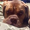 Tank, Dogue Bordeaux