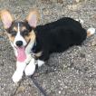 Oliver, Corgi Galés De Pembroke