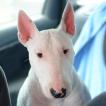 bela, Bull Terrier