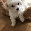 Enzo, Maltés