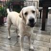 pablo, Labrador Retriever