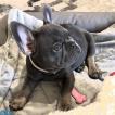 Pietra, Bulldog Francés