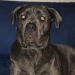 Nova, Cane Corso