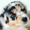 Olly Size, Pastor Australiano