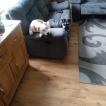 Lyla, Bulldog americano