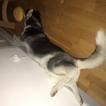 Oslo, Husky Siberiano