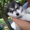 Orkan, Malamute De Alaska
