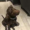 Max, Labrador