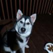 Mishka, Malamute De Alaska