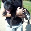 Kobe, Staffordshire Bull Terrier
