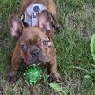 Jax, Bulldog Francés