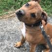 Kira, Staffordshire Bull Terrier
