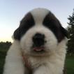 Monty, San Bernardo