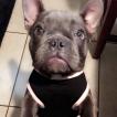 Waffles, Bouledogue francese