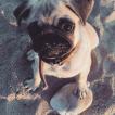 Oscar, Carlino