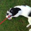 Olympe, Border Collie
