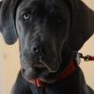 POOPIE, Cane Corso