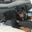Omega, Rottweiler