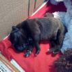 Orson, Staffordshire Bull Terrier