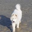 Olaf, Samoyedo