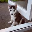 Mishka
