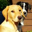 Lily, Labrador Retriever