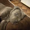 Odin, Cane Corso