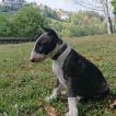 Horus, Bull Terrier