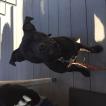 Olive, Staffordshire Bull Terrier