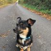 Dexter Orton, Parson Jack Russell Terrier (De Pelaje Corto - Suave)
