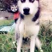 Kai Anderson, Husky Siberiano