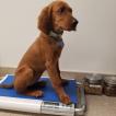 Virginia, Setter irlandese rosso