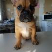 Suzy, Bouledogue Français