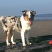 Spike, Berger Australien
