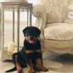 Orkan, Rottweiler