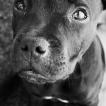 Odin, Staffordshire Bull Terrier