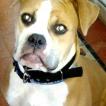 Spike, Bouledogue Americain
