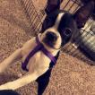 Quinn, Boston Terrier