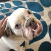 Pono, Bulldog