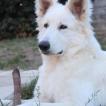 Arctic Prince Phandor, Weißer Schweizer Schäferhund