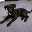 Onyx, Labrador Retriever